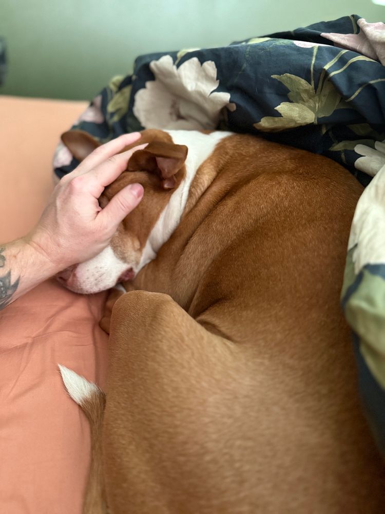 hand holding my red pit bull’s face while she lays in bed 