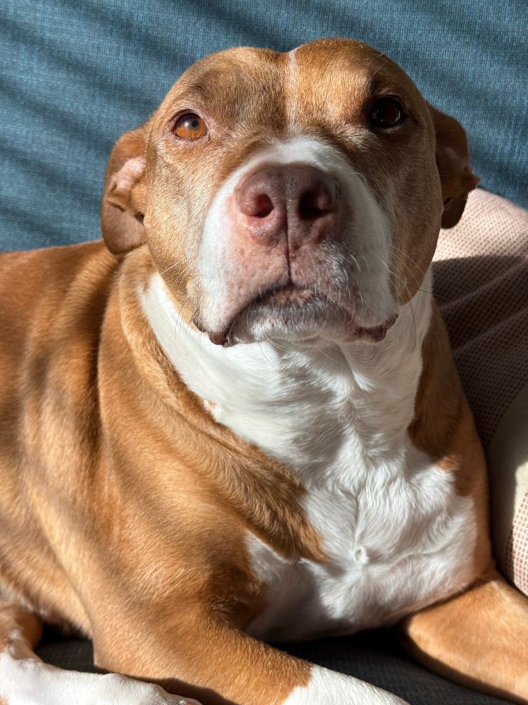 brown and white pit bull mix looking at camera