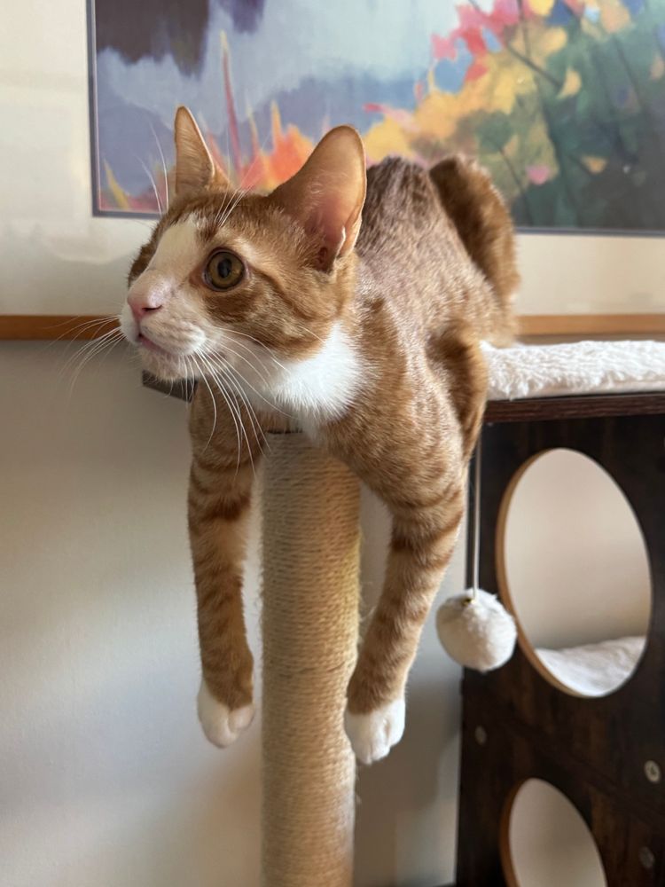 Tuxedo tabby cat draped over the corner of a cat tree, front legs just hanging down