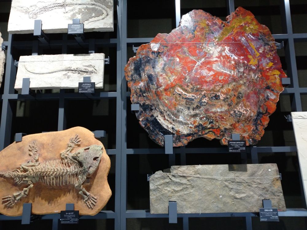 化石の展示