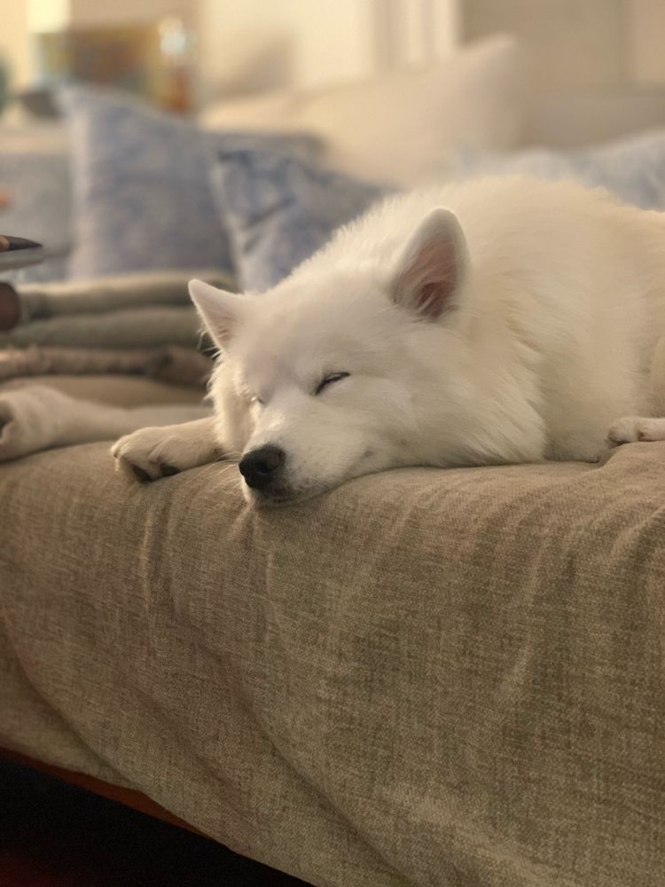 Sleeping (possibly plotting) white Samoyed on a day bed with cushions behind her