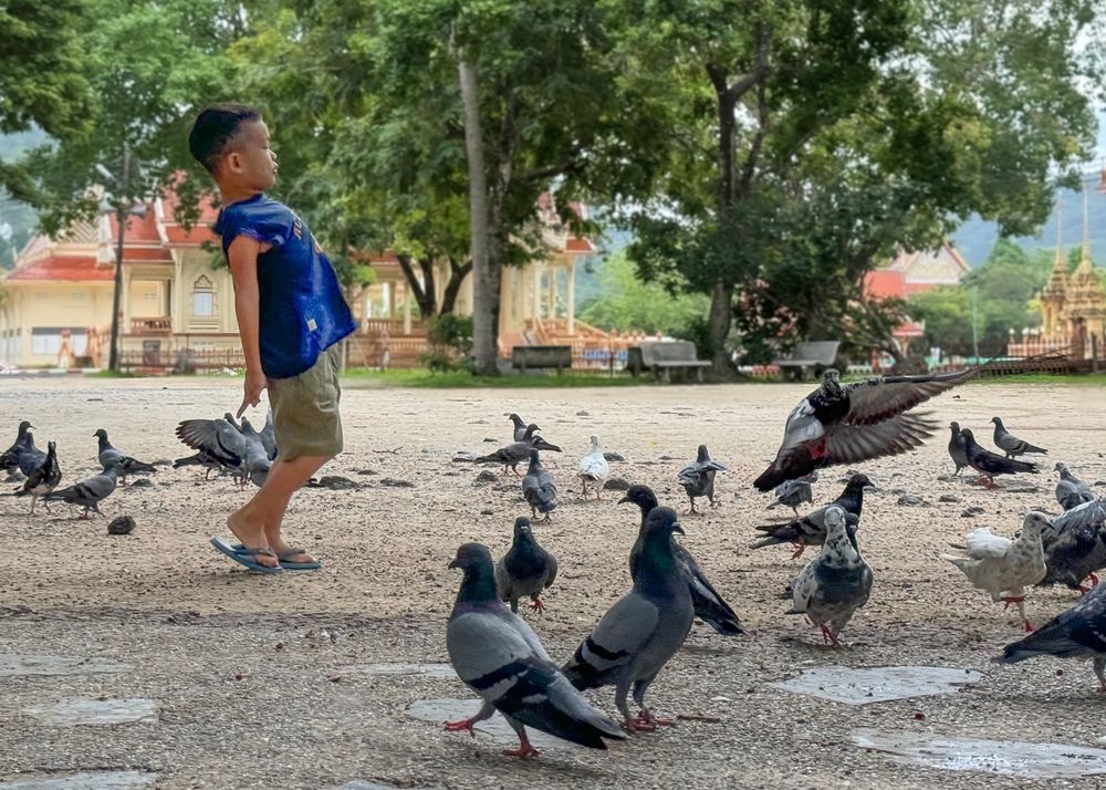 A young boy plays with pigeons at Wat Chalong, the largest Buddhist temple on the island of Phuket, Thailand.