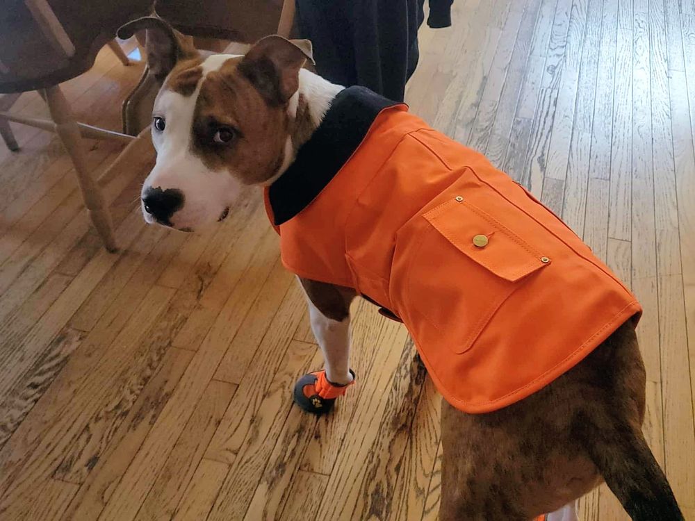 A dog wearing a winter coat and snow shoes
