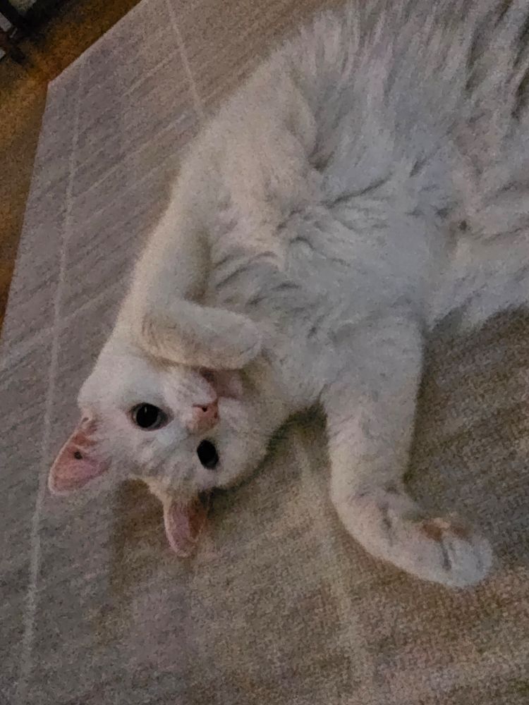 Bosscat lying on his carpet in the morning. Just wishing you a good morning 😀
