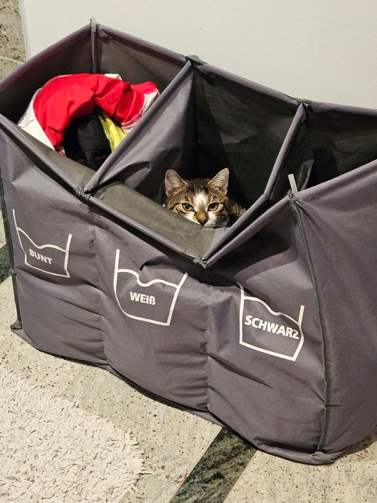 Kätze (getigert) im 3er Wäschesack im Fach für Weißwäsche.