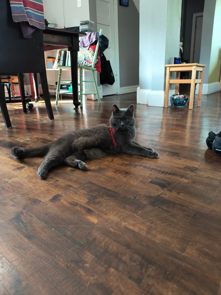 A grey cat with a red harness lounging on a brown wood floor.