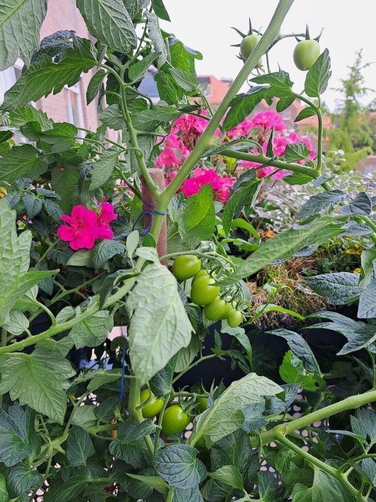 Tomatoes and pelagoniums (geraniums)