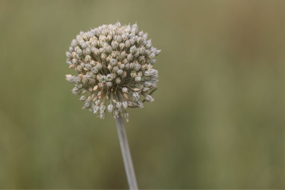 Wild allium