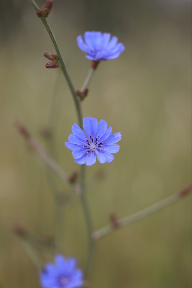Chicory flowers