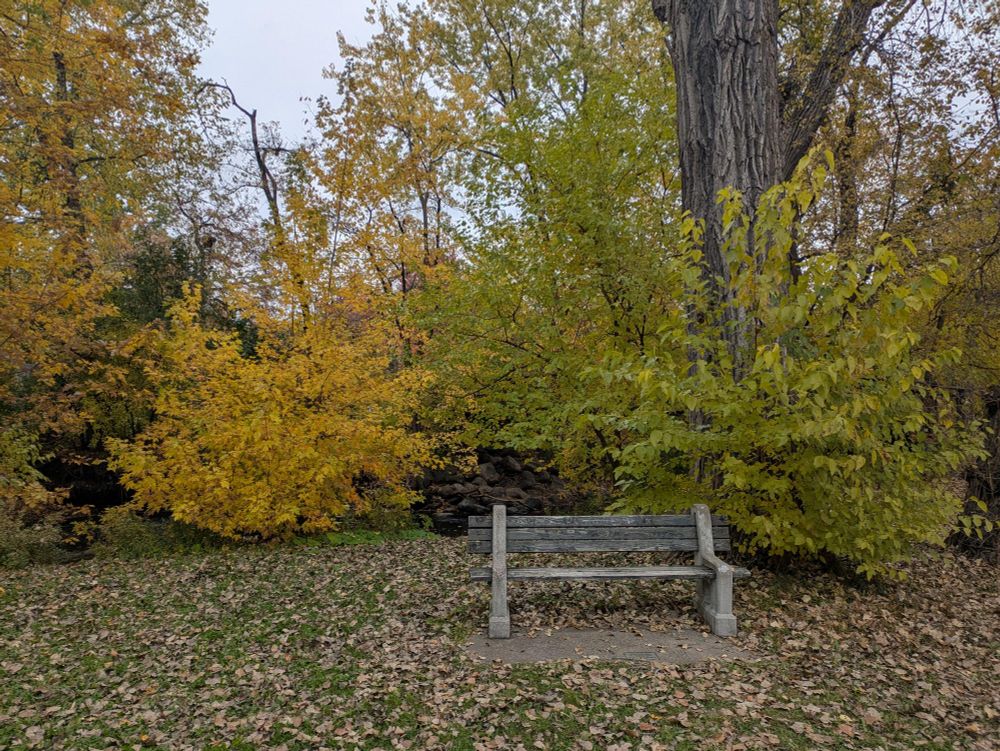 A bench in front of a set of beautifully yellow bushes and trees
