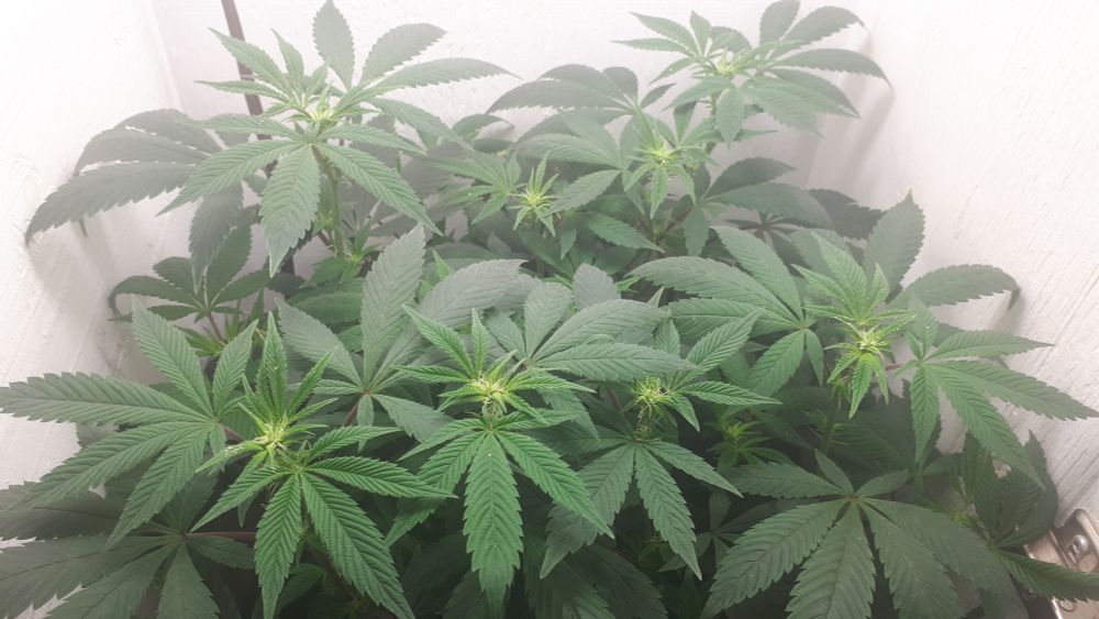 A picture of the top canopy of a cannabis plant (that has been pruned to for a mostly-even canopy).