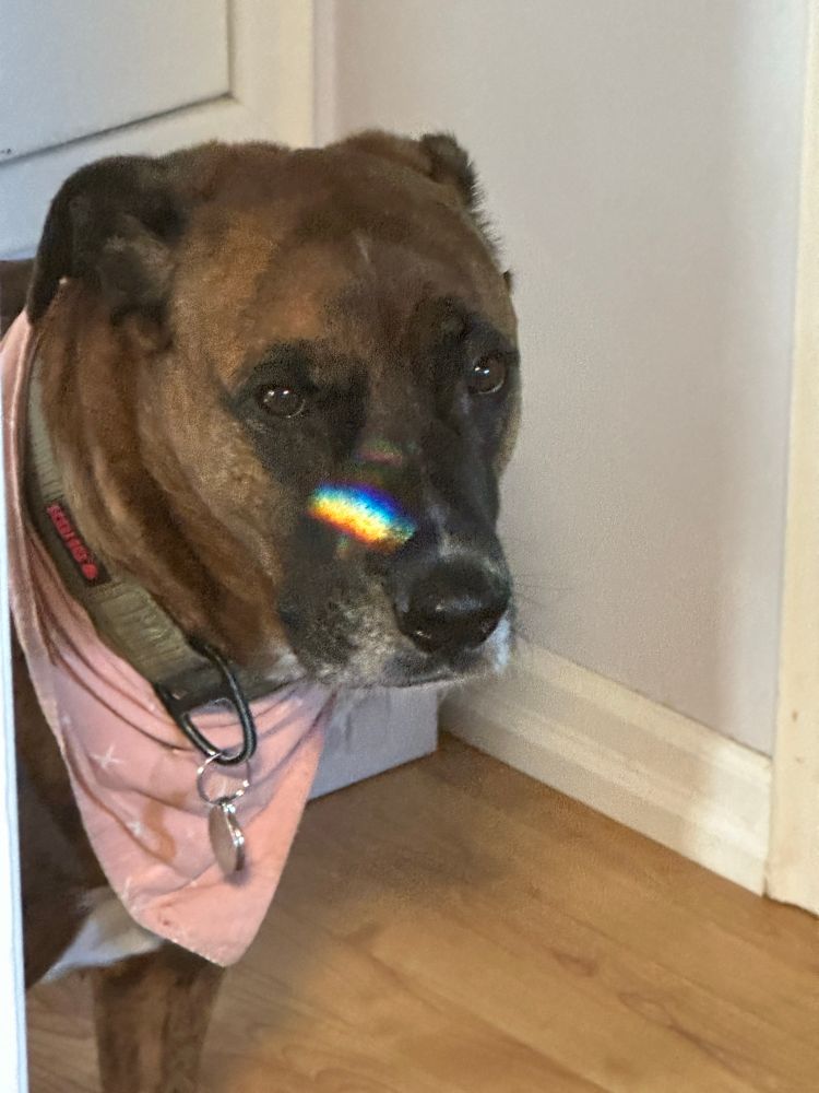 My dog Charlie. He is a boxer-shepherd cross. He is mostly brown and brindle with black and white on his face and white on his chest. In this photo, he’s wearing a pink bandana and there’s a rainbow on his snout. 