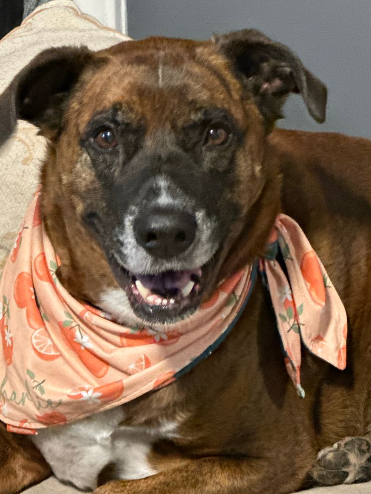 A close-up of my dog, Charlie. He is a boxer-shepherd cross. He is mostly brown and brindle with black and white on his face and white on his chest. In this photo, he’s wearing a bandana with oranges patterned on it. 