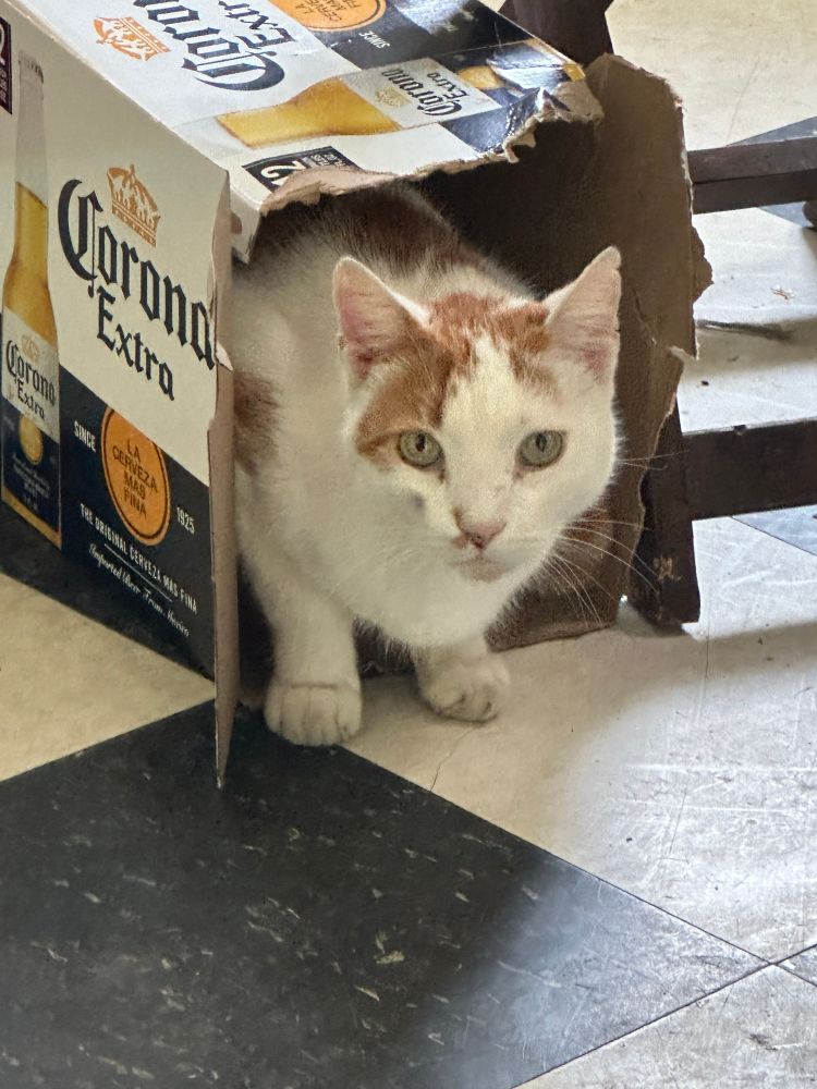 A white cat with orange patches and green eyes is crouching inside an empty box of Corona. He’s on a black and white checkered floor. 