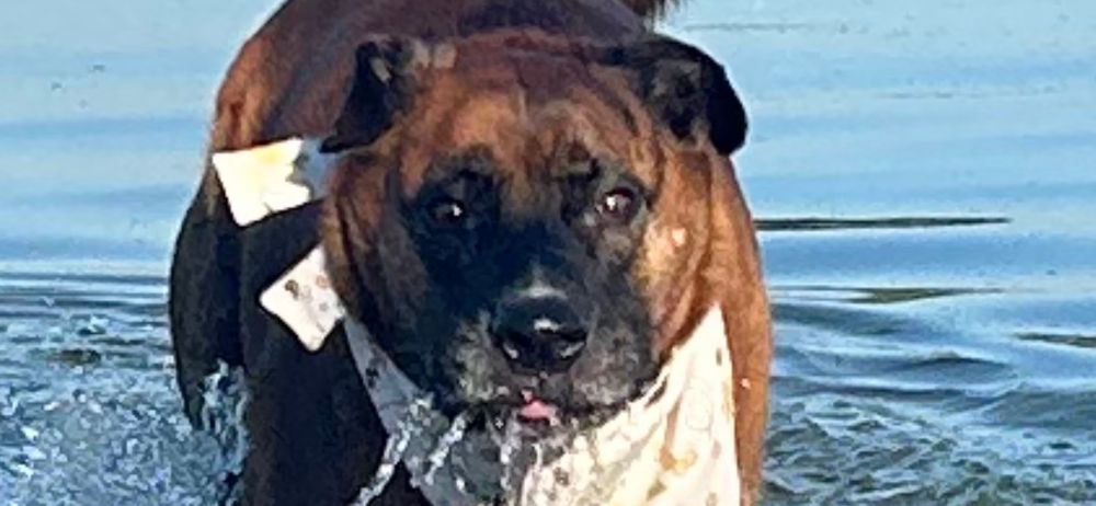 My dog Charlie. He is a boxer-shepherd cross. He is mostly brown and brindle with black and white on his face and white on his chest. In this photo, he’s wearing a white bandana with bees on it and he’s running fast through some water. He’s making a silly face with his tongue out. 