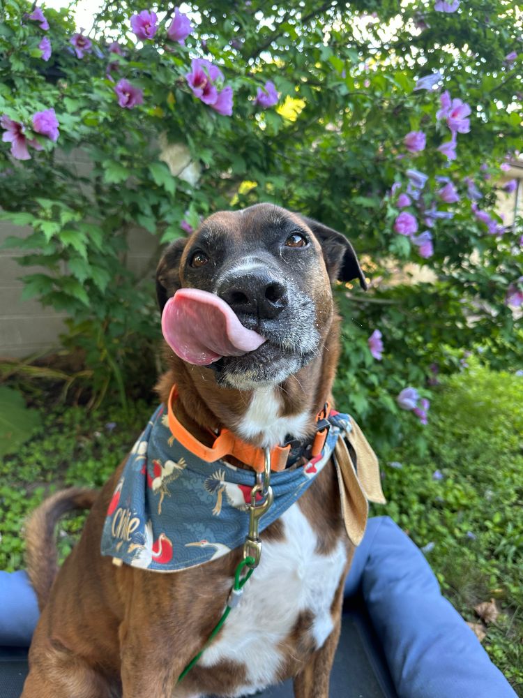 My boxer shepherd cross dog in front of a rose of Sharon tree. He is brown and black brindle with a patch of white on his face and chest. He’s sitting and his tongue is sticking out.