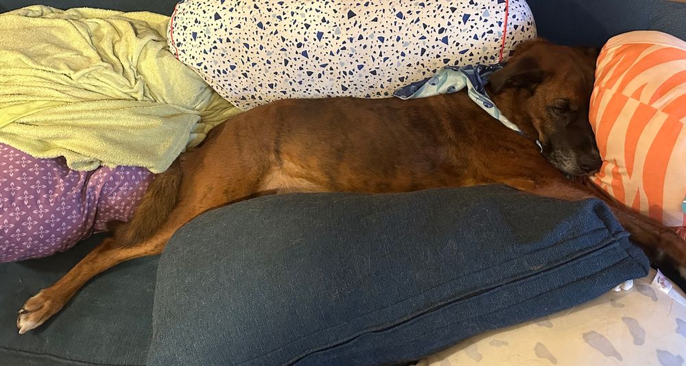 My boxer-shepherd cross Charlie having a nap on the couch. He his mostly brown and brindle with white on his face, chest and feet. He is stretched out super long amongst squishmallows and pillows on a blue couch. 
