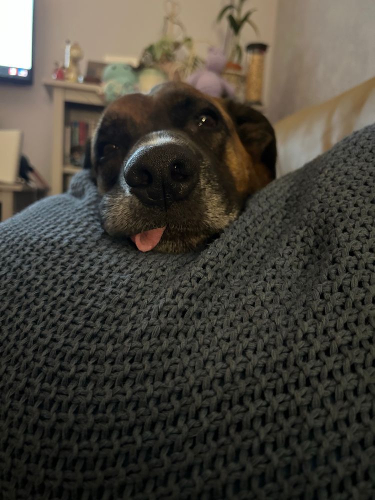 My dog Charlie. He is a boxer-shepherd cross. He is mostly brown and brindle with black and white on his face and white on his chest. In this photo, he’s got his face on a blue knit-textured pillow and his tongue is out. 