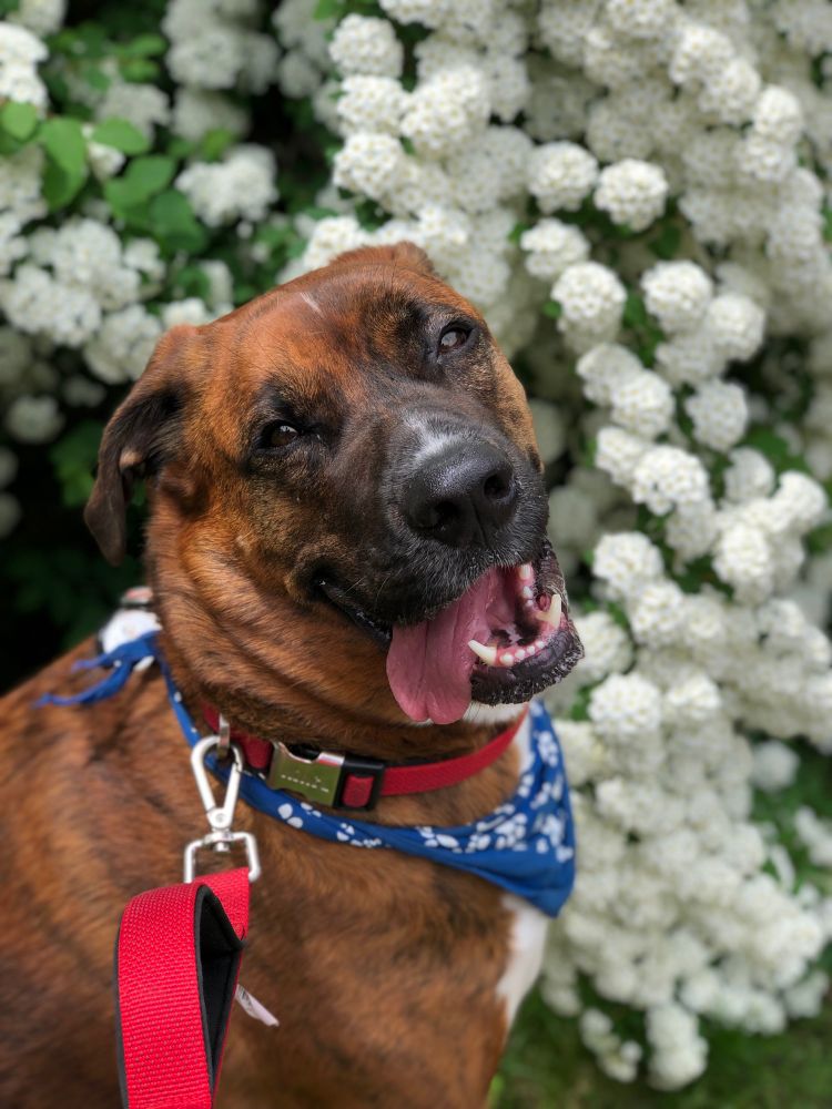 My dog Charlie. He is a boxer-shepherd cross. He is mostly brown and brindle with black and white on his face and white on his chest. In this photo, he’s wearing a blue bandana with white paw prints and a red leash and collar. He has his tongue out and he’s in front of a snowball bush in bloom with white flowers. 