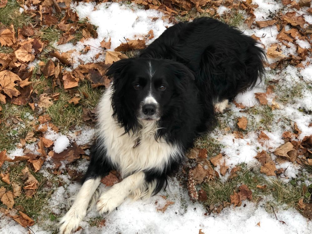 A black and white long-haired border collie is laying in grass covered with leaves and a bit of snow. He is looking at the camera. 