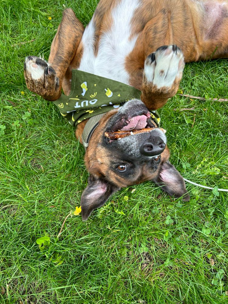 My dog Charlie. He is a boxer-shepherd cross. He is mostly brown and brindle with black and white on his face and white on his chest. In this photo, he’s wearing a green bandana and he’s upside down in the grass with a stick in his mouth. 