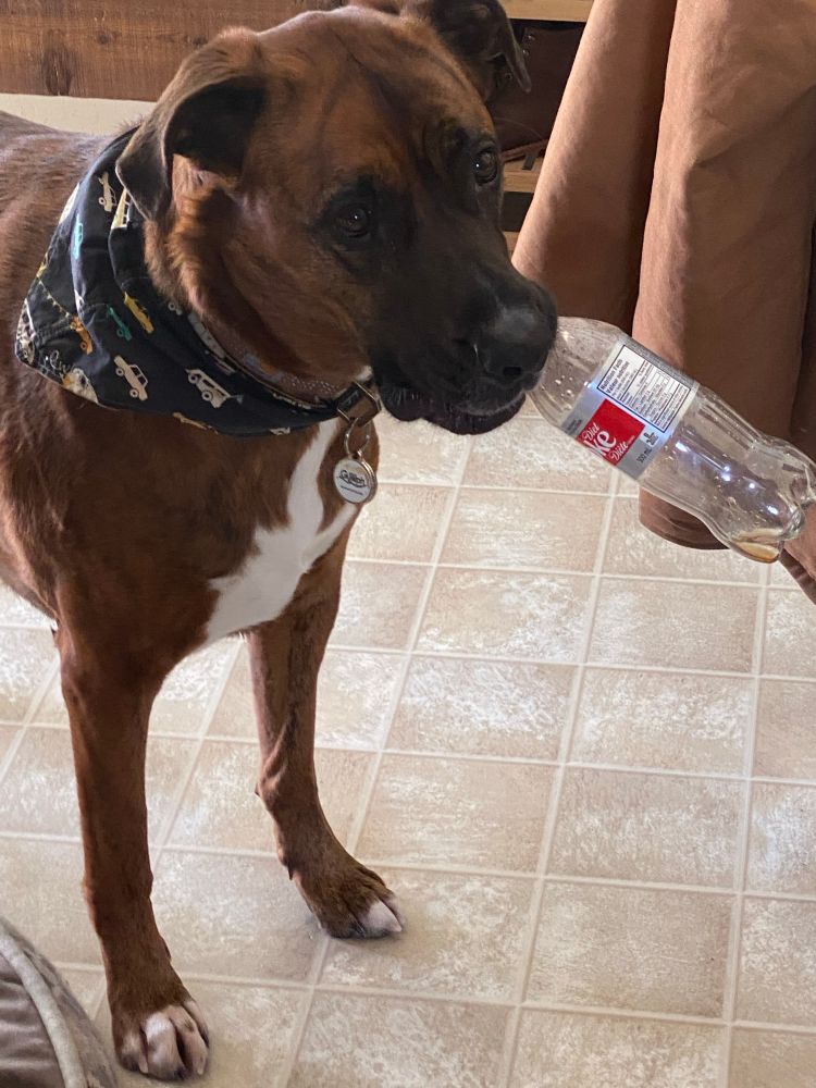 My dog Charlie. He is a boxer-shepherd cross. He is mostly brown and brindle with black and white on his face and white on his chest. In this photo, he’s wearing a black bandana with white, green, and yellow cars on it. He has an empty bottle of Diet Coke in his mouth. 