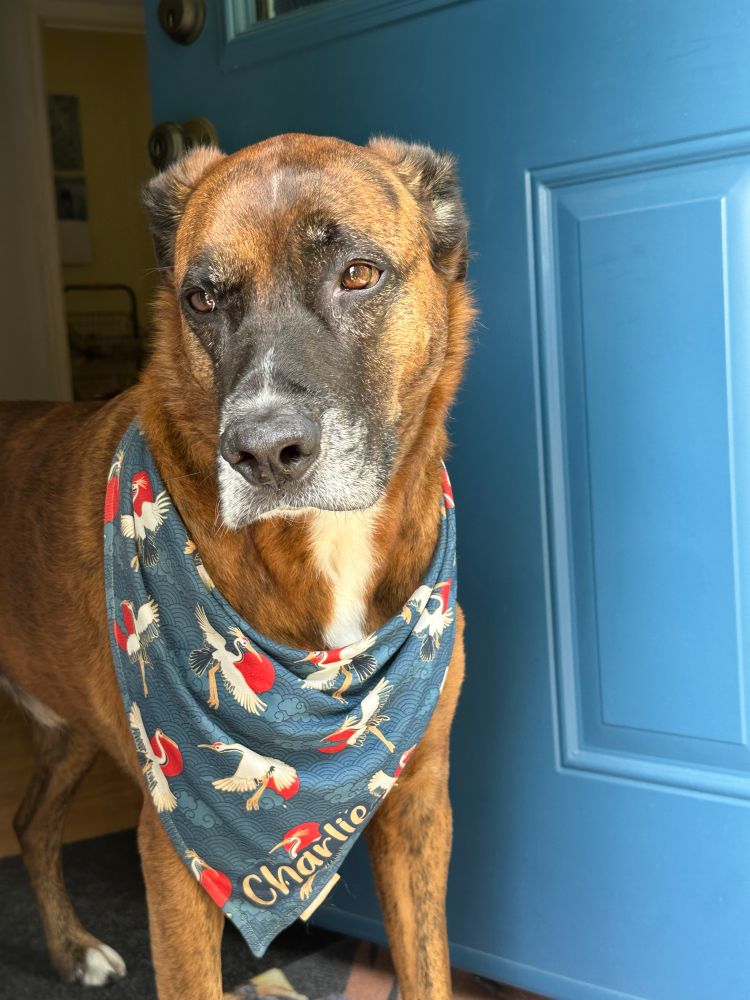 My dog Charlie is standing by an open blue door. He is a brown and white boxer-shepherd mix with a black and white muzzle and brown eyes. He is wearing a blue bandana with herons flying in front of a red sun and his name is on it in yellow. 