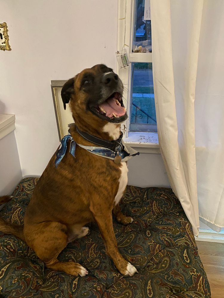 My dog Charlie. He is a boxer-shepherd cross. He is mostly brown and brindle with black and white on his face and white on his chest. In this photo, he’s wearing a blue galaxy bandana and he’s sitting on a paisley ottoman next to a window with white curtains. He looks happy and has his mouth wide open 