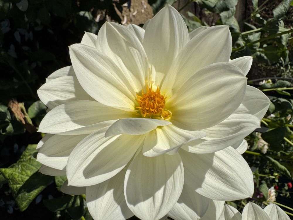 A close-up of a white dahlia and greenery.
Camera: iPhone 15 Pro. 
November 2025. Gamble Garden.

