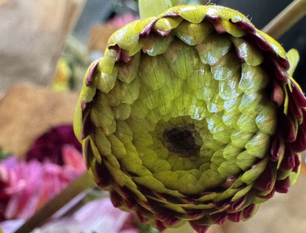 A close-up of a green dahlia bud.

Camera: iPhone 15 Pro. 

September 2025.