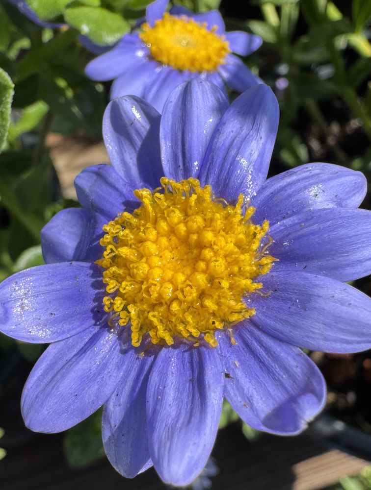 Blue Marguerite Daisies, also known as Felicia amelloides, with yellow centers. Some greenery is also visible.