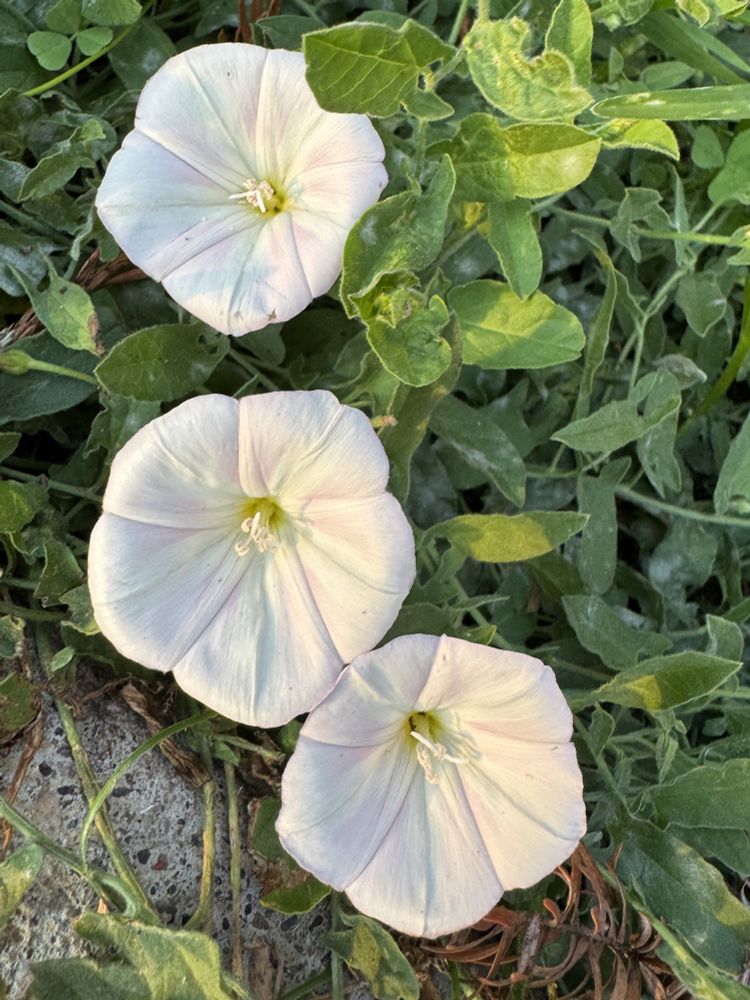 Three pale pink (almost white) field bindweed flowers and greenery. A cocrete surface is partially visible on the left. 