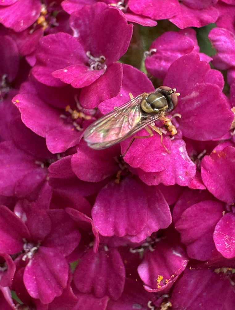 Close-up of magenta flowers and a pollinator. 