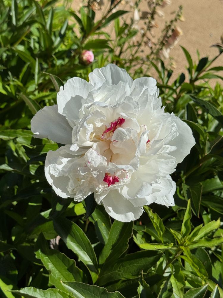 A white peony flower with crimson flecks surrounded by green foliage.