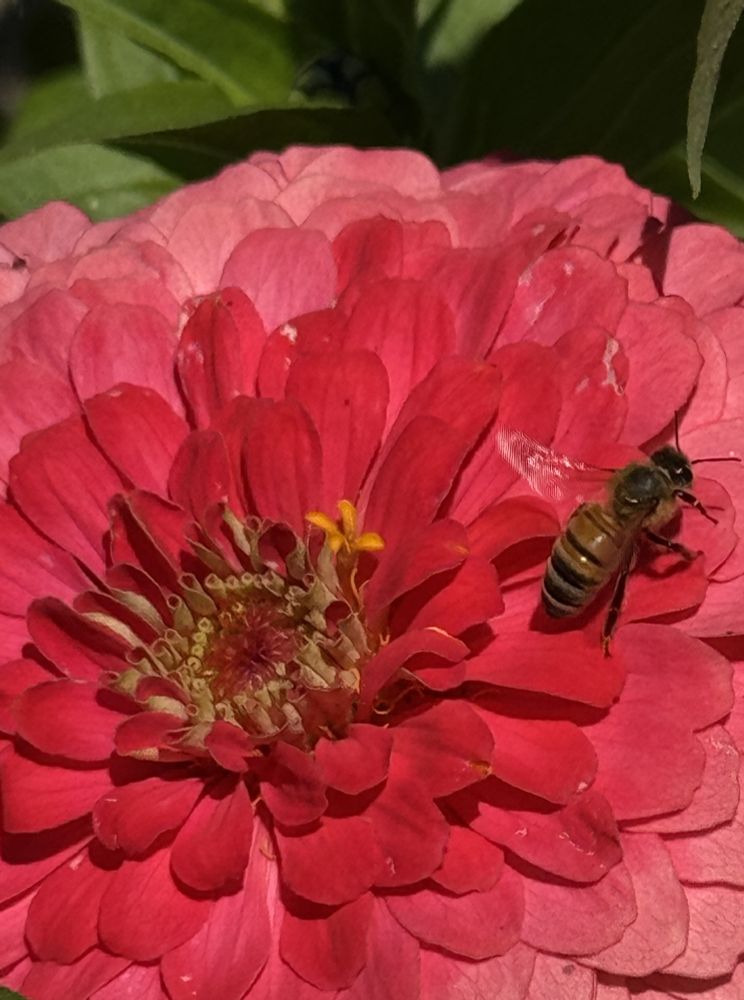 A close-up of a honey bee on a large, red zinnia. 

Camera: iPhone 15 Pro. 

July 2025. Gamble Garden.