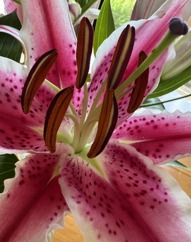A close-up of a stargazer lily.

Camera: iPhone 15 Pro. 

October 2025. From a bouquet given to me.