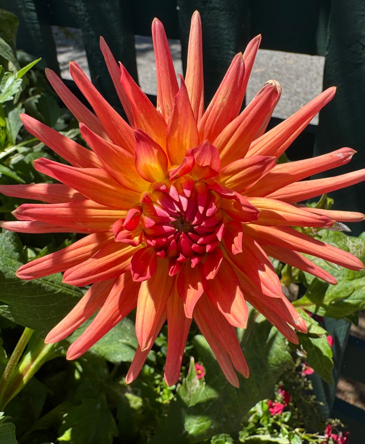 An orange dahlia with yellow highlights among greenery. 

Gamble Garden.