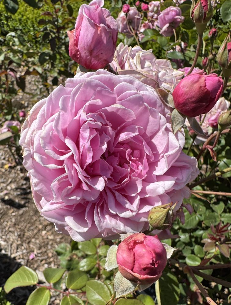 Pink Bishop's Castle Rose, buds, and green leaves. Some soil is also visible.