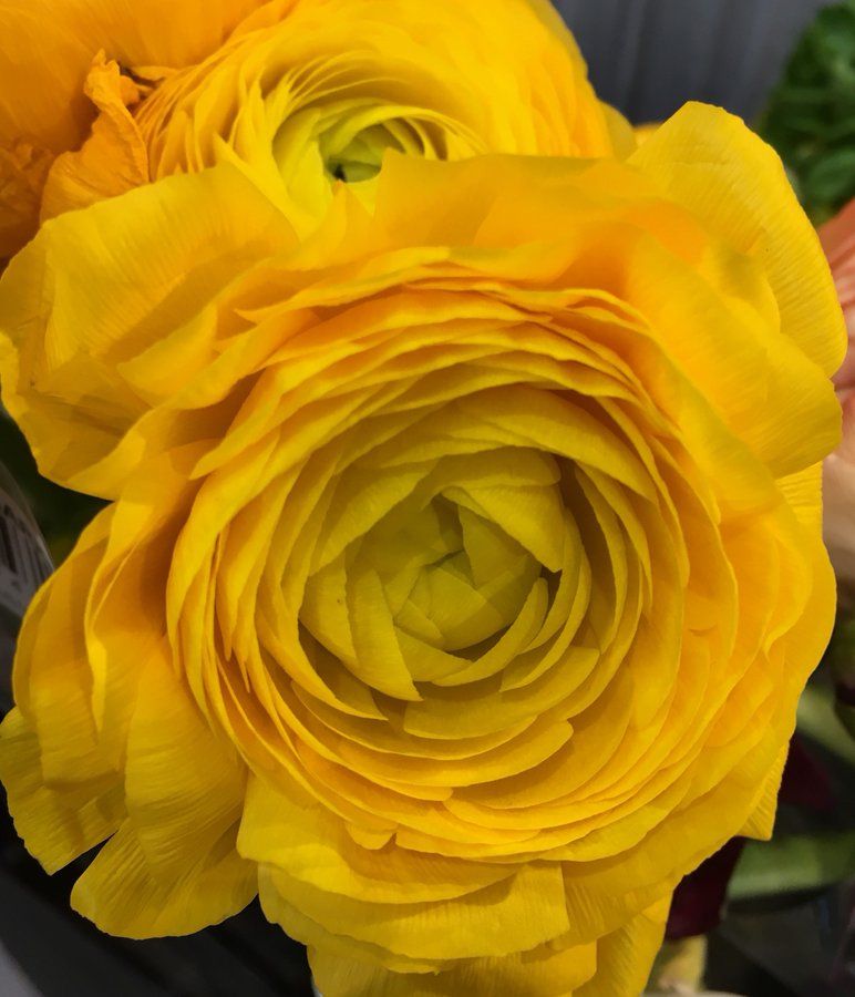 Close-up of yellow Persian buttercups (Ranunculus) Camera: iPhone SE (1st Generation).