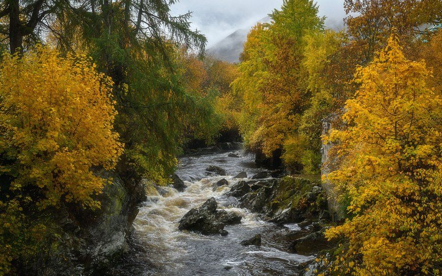 The River Dee at Braemar, Cairngorms, Scotland 
by
YorkshireLass, MaureenPlatts on X.
(posted with permission).

The image shows a river with rapids flowing through a dense forest during autumn. The banks of the river are lined with trees displaying vibrant yellow, orange, and green foliage. The sky is overcast and misty, creating a moody atmosphere. 