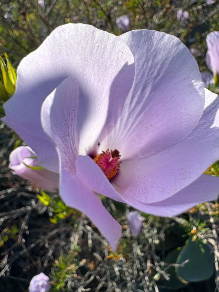 Close-up of a blue (or lilac) hibiscus and greenery.

Camera: iPhone 15 Pro. 

October 2025. A neighbor's front yard.
