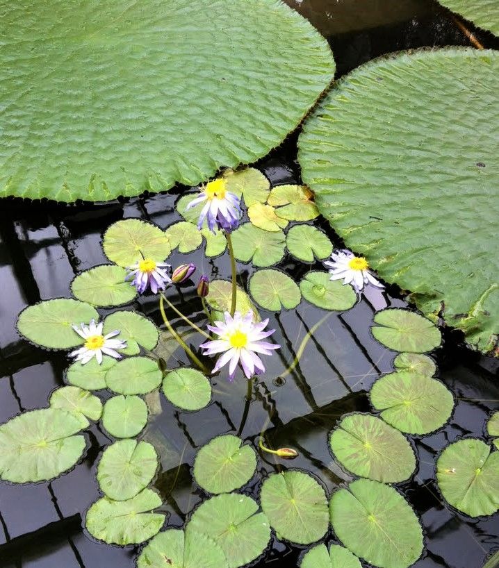 A Lily pond with green leaves and white and purple water lilies at Kew Gardens, England.