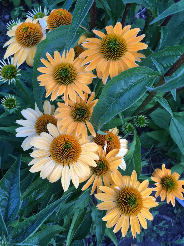 Melon & off-white coneflowers and green leaves.

Camera: iPhone SE (1st Generation).

June 2024. A neighbor's front yard.