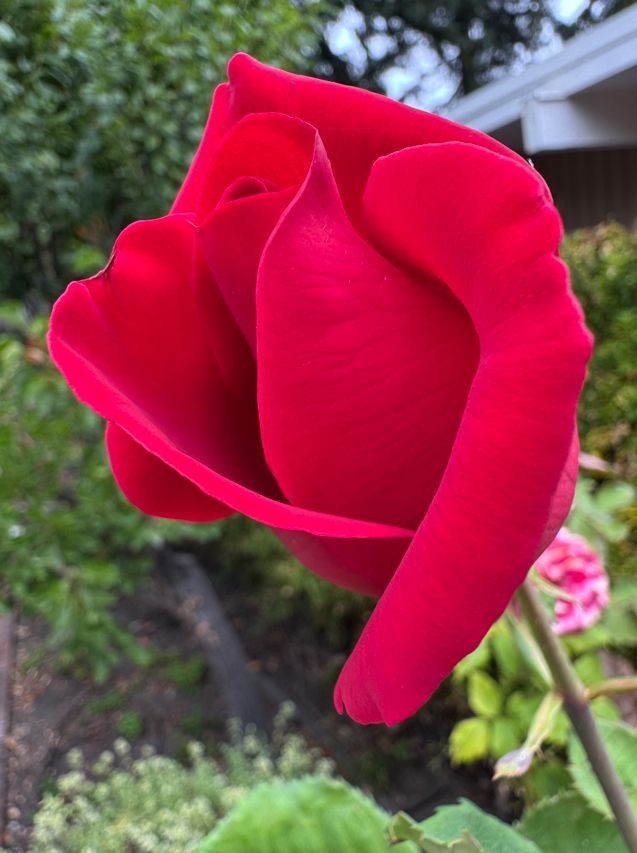 A red rose bud and greenery.