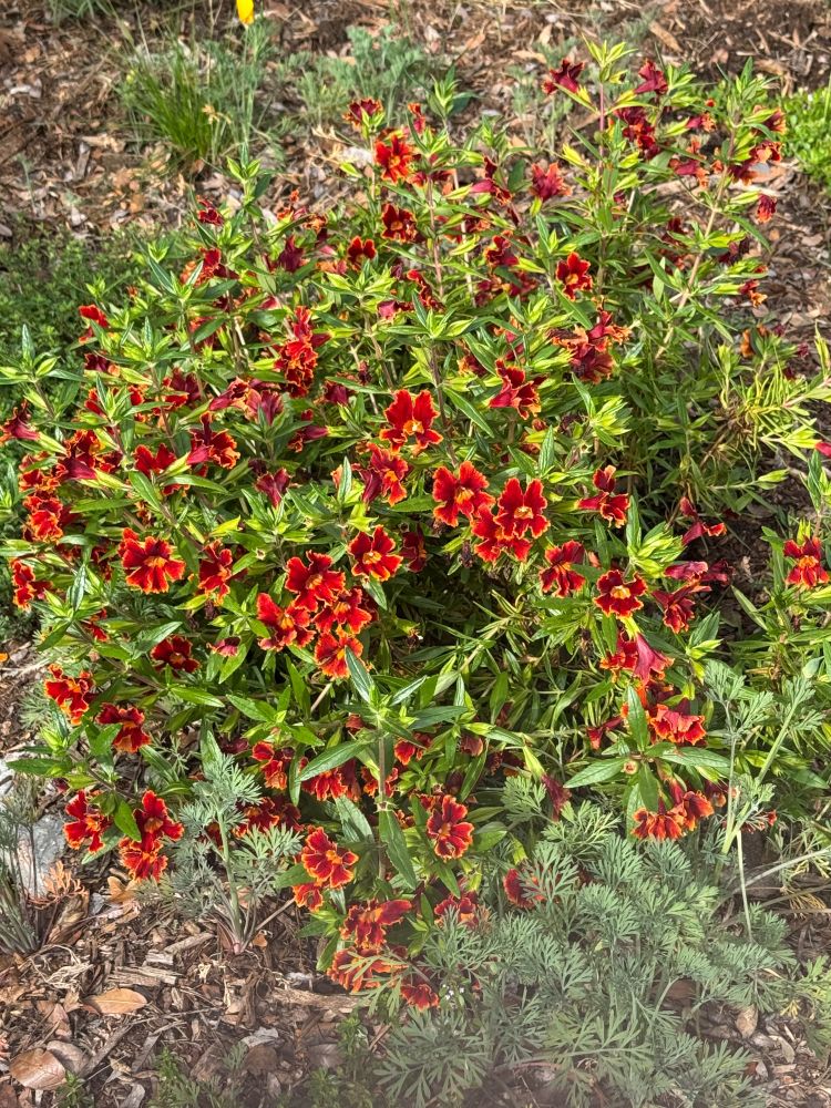 The California native sticky monkeyflower is said to resemble a monkey's face (I don't think so!). The leaves are covered in a sticky resin, a natural defense mechanism against insects that helps the plant retain moisture. 