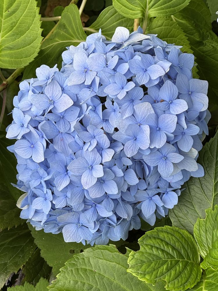 Blue hydrangea with green leaves. Camera: iPhone 15 Pro. From a visit to Gamble Garden in July 2025. 