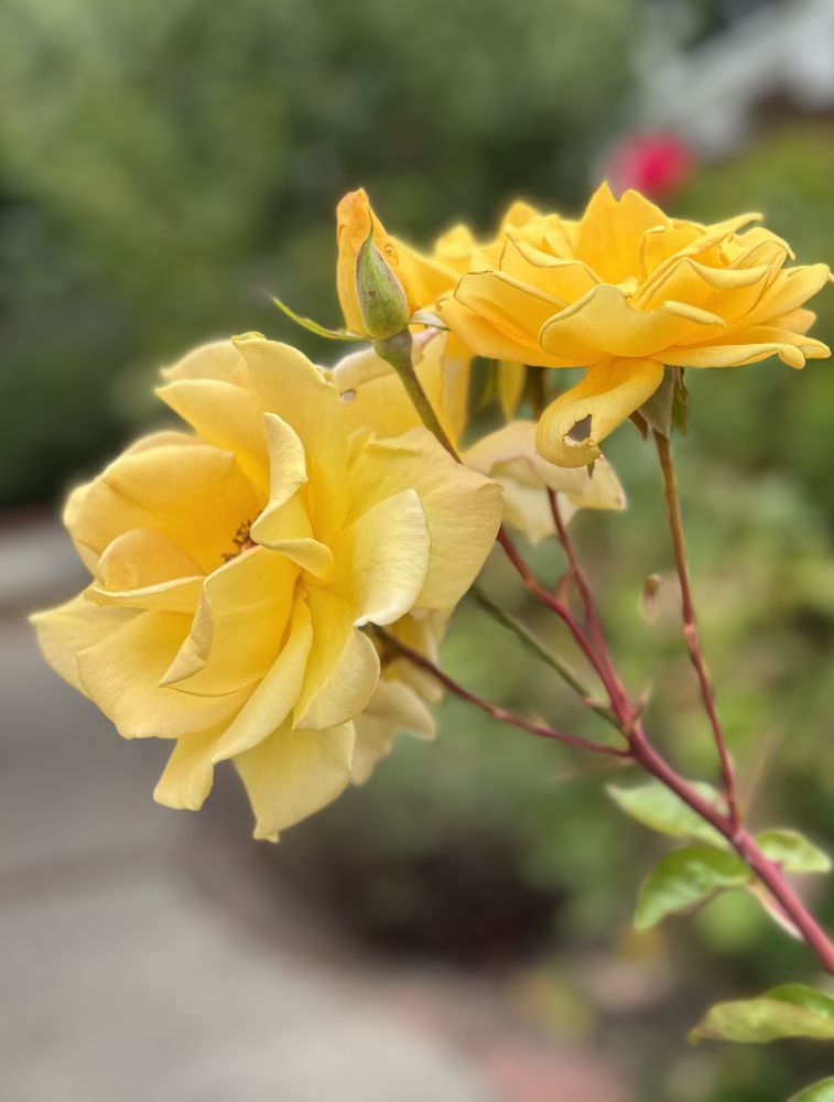 Two yellow roses and a bud with green leaves. The background is out of focus.

Camera: iPhone 15 Pro. 

September 2025. My garden.

