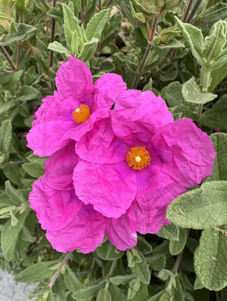Magenta rockrose and green leaves.
The crinkly appearance of the petals is due to how they are arranged and packed within the bud before blooming, a process known as crumpled aestivation.  
