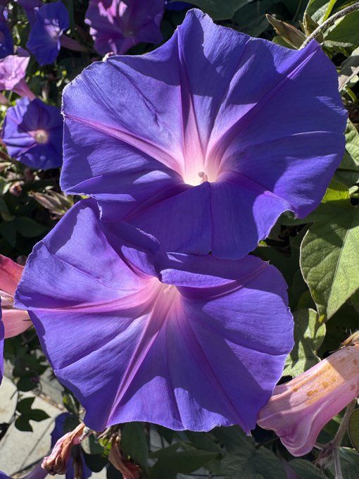 Two blue morning glories, green leaves, other smaller blooms, and wilted ones.

Camera: iPhone 15 Pro. 

June 2025. From a walk in the neighborhood.

