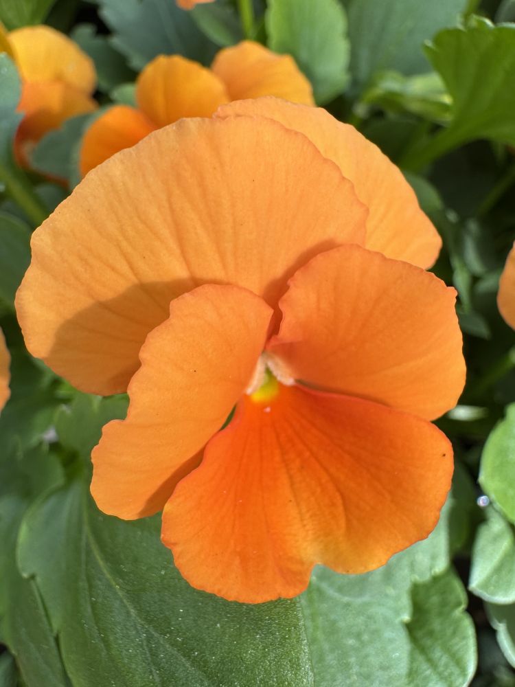 An orange pansy and green leaves.

Camera: iPhone 15 Pro. 

November 2025. At a local nursery.